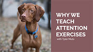 Why We Teach Attention Exercises with Tyler Muto
