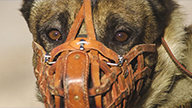 The Evolution of Muzzle Fighting in Police K9 Training