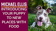 Michael Ellis on Introducing Your Puppy to New Places