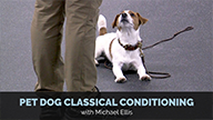 Pet Dog Classical Conditioning with Michael Ellis