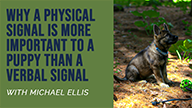 Why a Physical Signal is More Important to a Puppy than a Verbal Signal with Michael Ellis