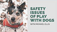 Safety Issues in Play with Your Dog