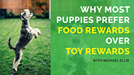 Why Most Puppies Prefer Food Rewards over Toy Rewards with Michael Ellis