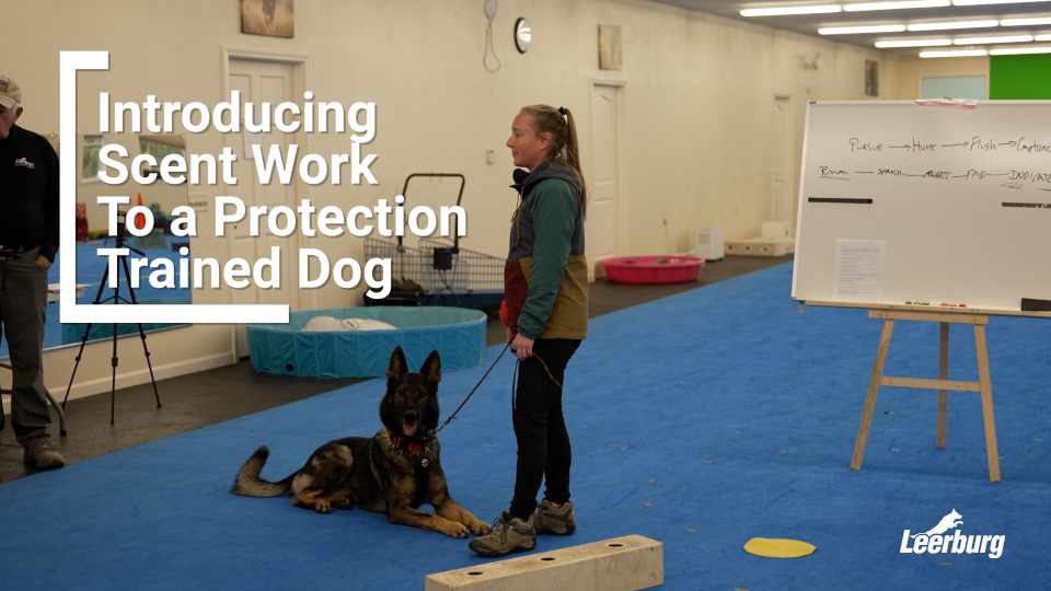 Introducing Scent Work to a Protection Trained Dog | Kevin Sheldahl