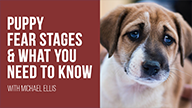 Michael Ellis on Puppy Fear Stages & What You Need to Know