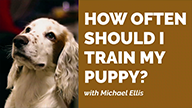 Michael Ellis on How Often You Should Train Your Puppy