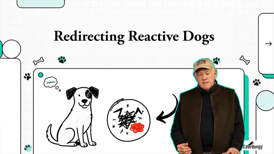 Redirecting Reactive Dogs