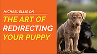 Michael Ellis on The Art of Redirecting Your Puppy