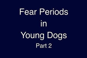 Fear Period in Young Dogs - Part 2