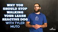 Why You Should Stop Walking Your Leash Reactive Dog with Tyler Muto
