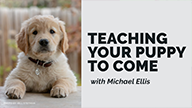 Michael Ellis on Teaching Your Puppy to Come