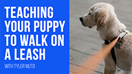 Tyler Muto on Teaching Your Puppy to Walk on a Leash