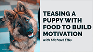 Michael Ellis on Teasing a Puppy with Food to Build Motivation