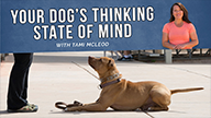 Your Dogs Thinking State of Mind with Tami Mcleod