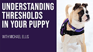 Understanding Thresholds in Your Puppy with Michael Ellis
