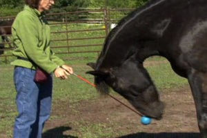 Marker Training Tux (One of our Leerburg  Horses)