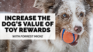 Increasing the Dogs Value of Toy Rewards with Forrest Micke