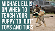 Michael Ellis on When to Teach Your Puppy to OUT Toys or Tugs