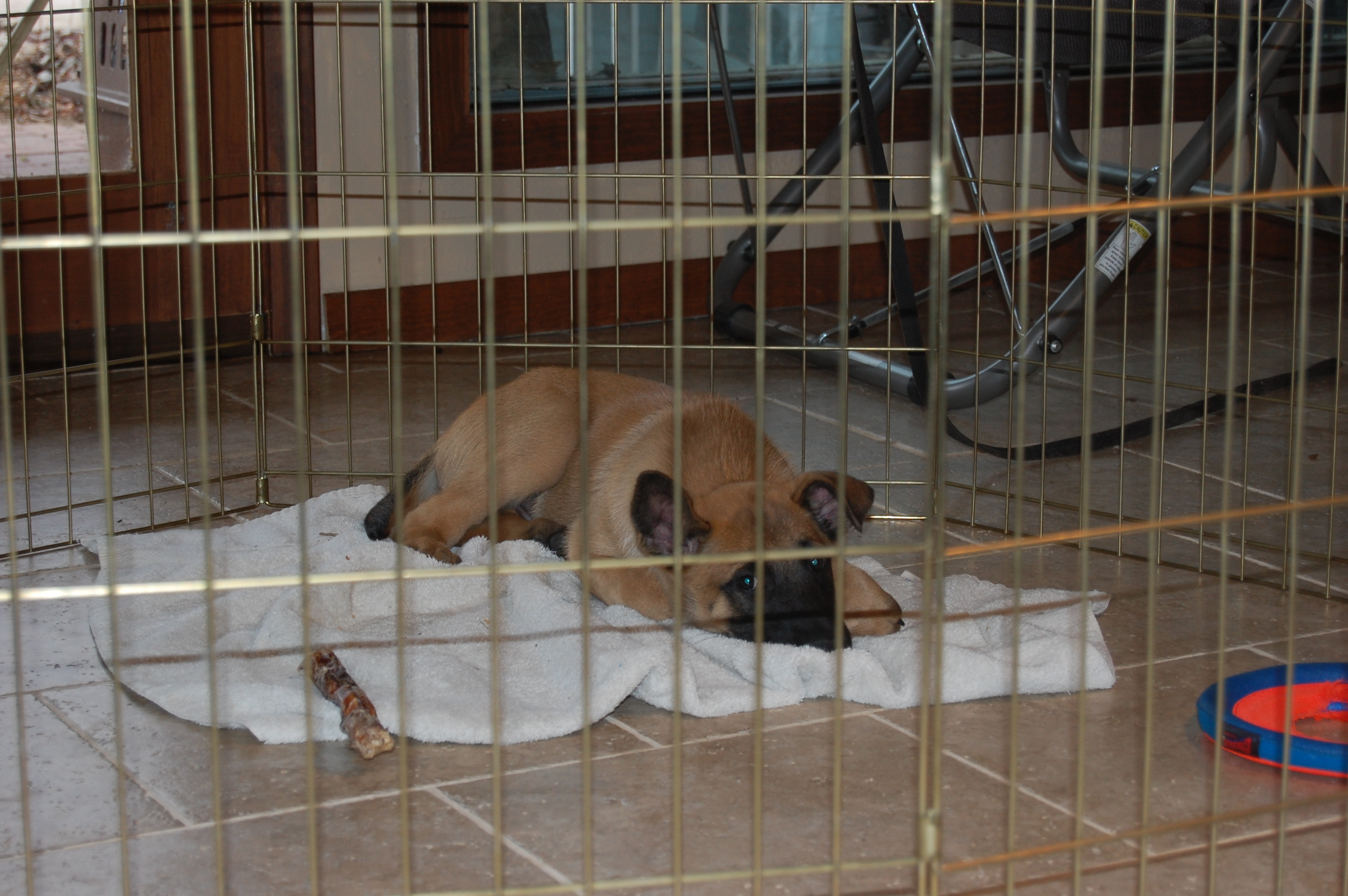 Bart hanging out in an Ex Pen