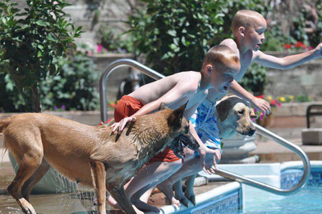 dogs and kids jumping in pool