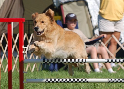agility dog jumping