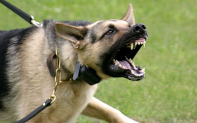 National Dog Bite Prevention Week