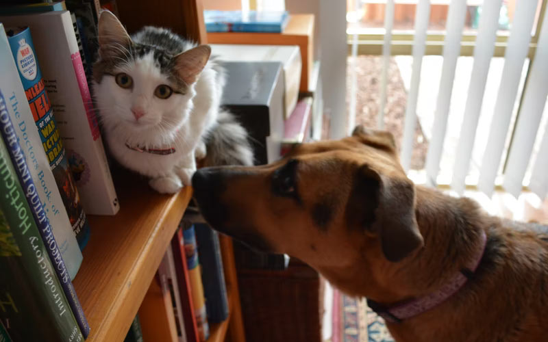 Introducing Dogs or Puppies into Homes with Cats
