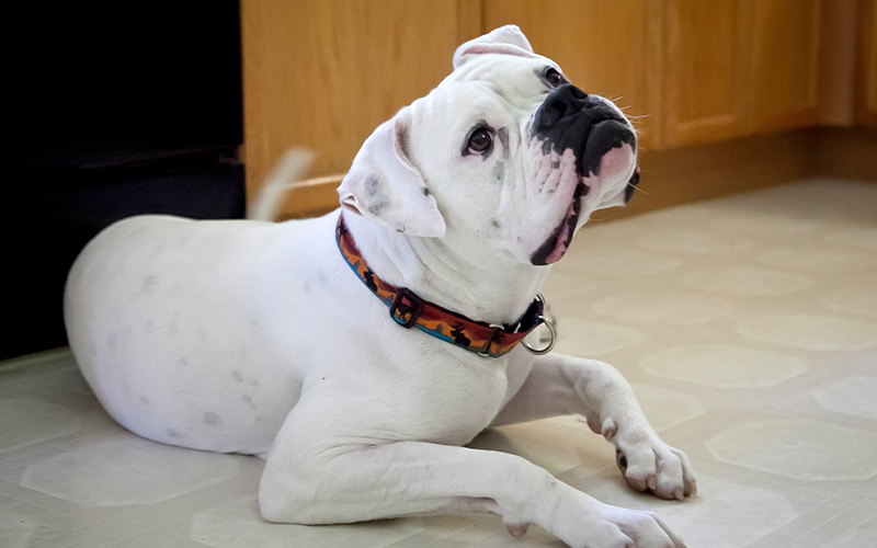 Why Most Aggression in Dogs Cannot Be Trained Away