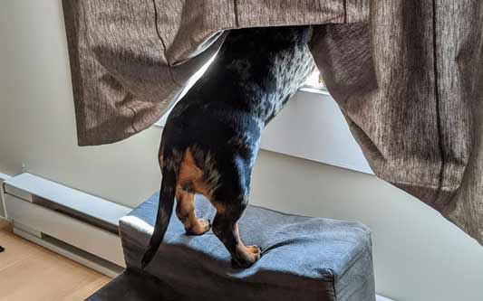 The Importance of Good Positioning on Canine Hip X-Rays