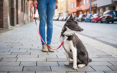 Helping Your Noise-Sensitive Dog