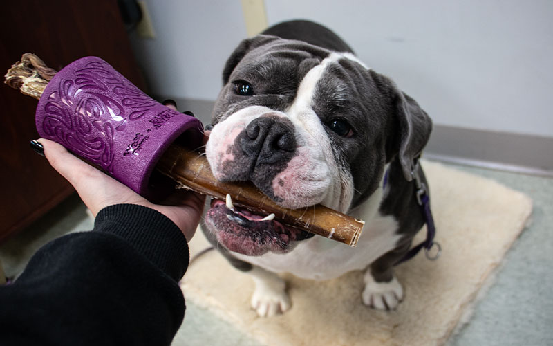 Frustration and Resource Guarding in the Food-Trained Dog