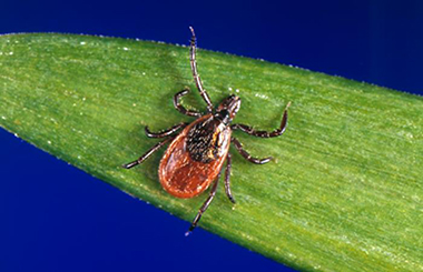 New Tools in the War Against Tick Borne Disease