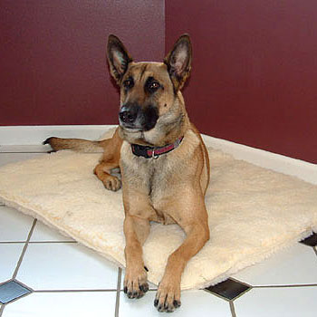 Orthopedic Pet Bed