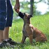 Obedience Training DVDs