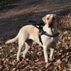 Guide Dog Harness