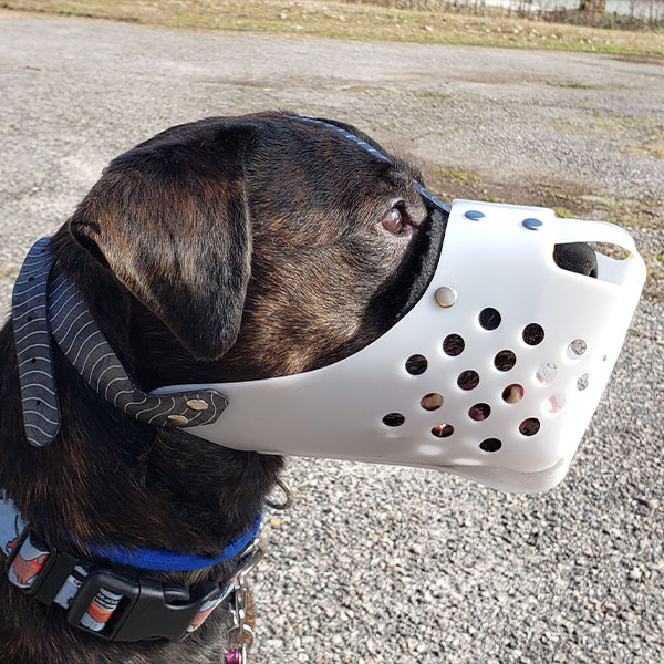 JAFCO Plastic Forehead / 3 Strap Muzzle